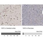 YAF2 Antibody