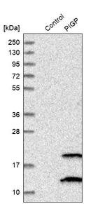 PIGP Antibody in Western Blot (WB)