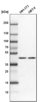 NUP43 Antibody in Western Blot (WB)