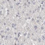 RALGPS2 Antibody in Immunohistochemistry (IHC)