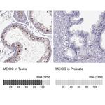 C17orf104 Antibody