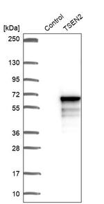 TSEN2 Antibody in Western Blot (WB)