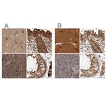 CAMSAP2 Antibody in Immunohistochemistry (IHC)