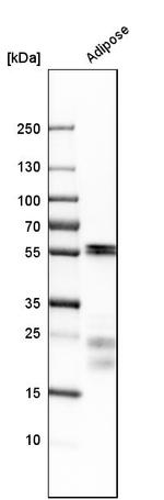 MYOC Antibody in Western Blot (WB)