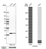 CHCHD2 Antibody in Western Blot (WB)