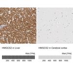 HMGCS2 Antibody