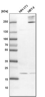 UFC1 Antibody in Western Blot (WB)