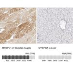 MYBPC1 Antibody in Immunohistochemistry (IHC)