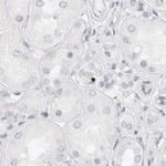 MYBPC1 Antibody in Immunohistochemistry (IHC)