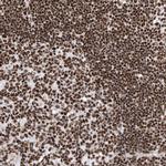 BCLAF1 Antibody in Immunohistochemistry (IHC)