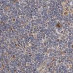 PNPO Antibody in Immunohistochemistry (IHC)