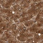 PNPO Antibody in Immunohistochemistry (IHC)