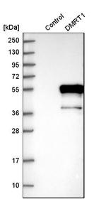 DMRT1 Antibody in Western Blot (WB)