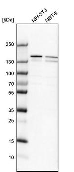 DHX9 Antibody in Western Blot (WB)