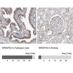 WRAP53 Antibody