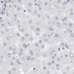 NASP Antibody in Immunohistochemistry (IHC)