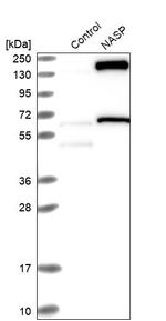 NASP Antibody in Western Blot (WB)