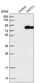 WDTC1 Antibody in Western Blot (WB)