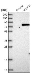 WDTC1 Antibody in Western Blot (WB)