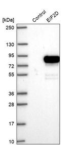 eIF2d Antibody in Western Blot (WB)