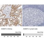 AGMAT Antibody in Immunohistochemistry (IHC)