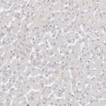 LMOD1 Antibody in Immunohistochemistry (IHC)