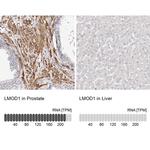 LMOD1 Antibody