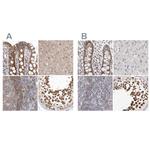 RALGPS2 Antibody in Immunohistochemistry (IHC)