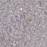 RALGPS2 Antibody in Immunohistochemistry (IHC)