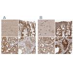 CEP350 Antibody in Immunohistochemistry (IHC)