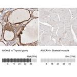 Annexin A9 Antibody in Immunohistochemistry (IHC)