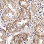 Annexin A9 Antibody in Immunohistochemistry (IHC)