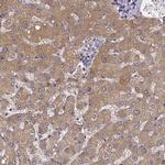 PAH Antibody in Immunohistochemistry (IHC)