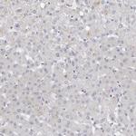 LMOD1 Antibody in Immunohistochemistry (IHC)