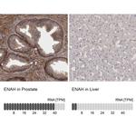 ENAH Antibody in Immunohistochemistry (IHC)