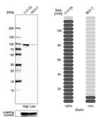 ENAH Antibody in Western Blot (WB)