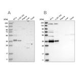 C1orf131 Antibody in Western Blot (WB)