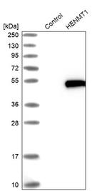 HENMT1 Antibody in Western Blot (WB)