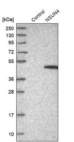 NSUN4 Antibody in Western Blot (WB)