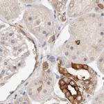 Annexin A9 Antibody in Immunohistochemistry (IHC)