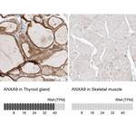 Annexin A9 Antibody