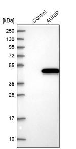 AUNIP Antibody in Western Blot (WB)