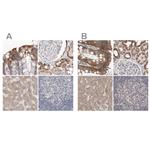 MRPL18 Antibody in Immunohistochemistry (IHC)