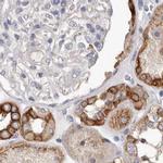 MRPL18 Antibody in Immunohistochemistry (IHC)