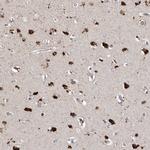 SLC10A4 Antibody in Immunohistochemistry (IHC)