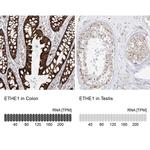 ETHE1 Antibody