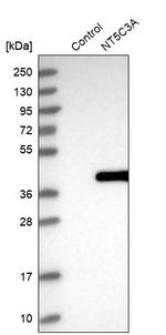 NT5C3A Antibody in Western Blot (WB)