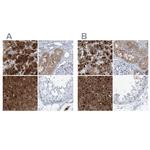 RGN Antibody in Immunohistochemistry (IHC)