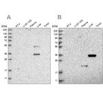 RGN Antibody in Western Blot (WB)