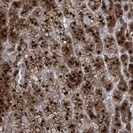 RGN Antibody in Immunohistochemistry (IHC)